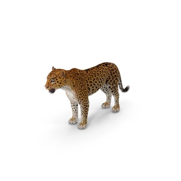 Leopard with Fur PNG & PSD Images