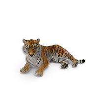 Lying Tiger with Fur PNG & PSD Images
