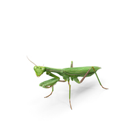Mantis Religiosa Large Hemimetabolic Insect PNG & PSD Images