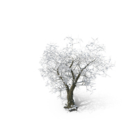 Winter Tree PNG & PSD Images
