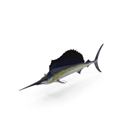Sailfish PNG & PSD Images