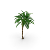 Low Polygon Palm Tree PNG & PSD Images