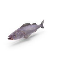 Ruffe Fish PNG & PSD Images