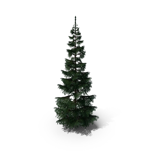 Fir Tree PNG & PSD Images