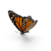 Milkweed Butterfly Flying Pose PNG & PSD Images