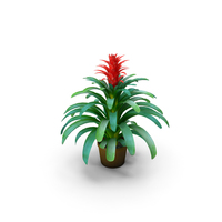 Plant Guzmania PNG & PSD Images