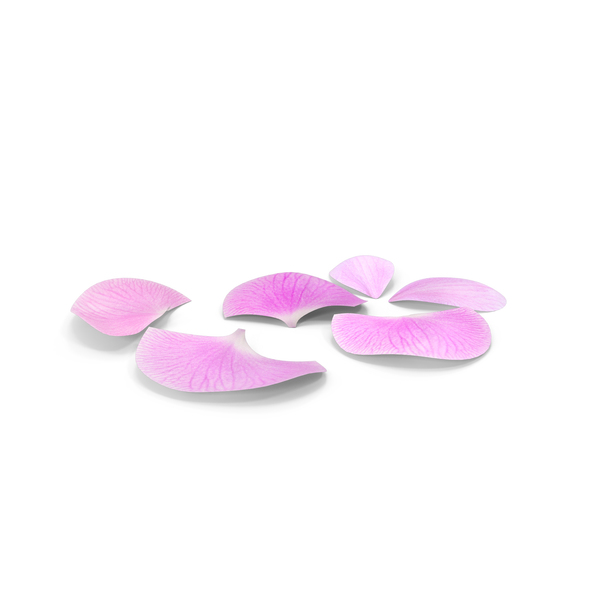 Orchid Petals PNG & PSD Images
