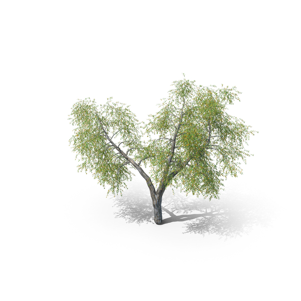 Ash Tree PNG & PSD Images