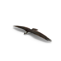 Osprey Flying PNG & PSD Images
