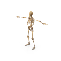 Skeleton & Connective Tissue PNG & PSD Images