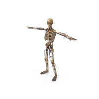 Human Circulatory & Skeleton System PNG & PSD Images