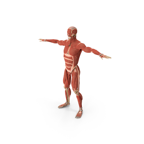 人类肌肉和骨骼系统和结缔组织PNG和PSD图像
