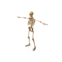 Human Skeleton PNG & PSD Images