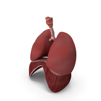 Human Respiratory System PNG & PSD Images