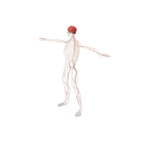 Human Nervous System PNG & PSD Images