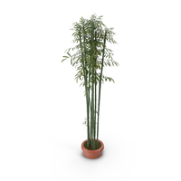 Bamboo bush green PNG & PSD Images