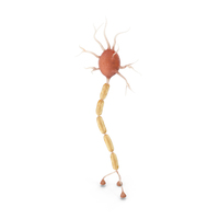 Neuron Nerve Cell Anatomy PNG & PSD Images