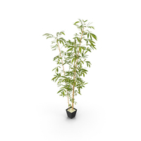 Artificial Bamboo PNG & PSD Images