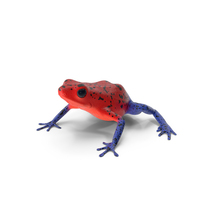 Strawberry Dart Frog PNG & PSD Images
