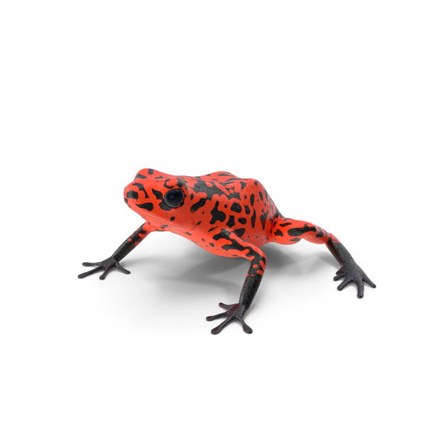 Orange Black Dart Frog PNG & PSD Images