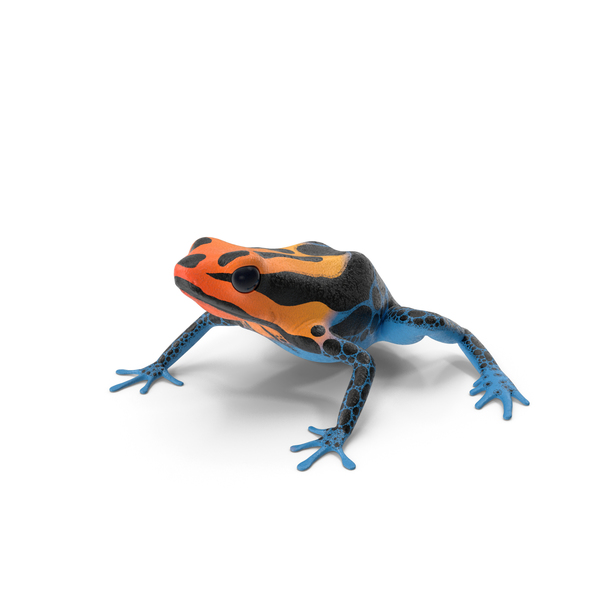 Amazonian Dart Frog PNG & PSD Images