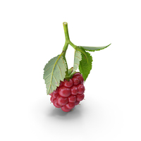 Not Ripe Berry Blackberry with Leaves PNG & PSD Images