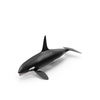 Killer Whale PNG & PSD Images