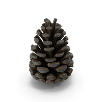pine cone PNG & PSD Images