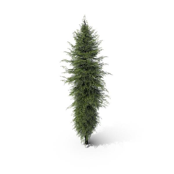Mountain Hemlock Conifer Tree PNG & PSD Images