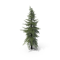 Mountain Hemlock Conifer Tree PNG & PSD Images