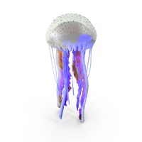 Purple-Striped jellyfish - Pelagia Noctiluca - Yellow PNG & PSD Images