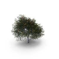 Mandarin Tree PNG & PSD Images