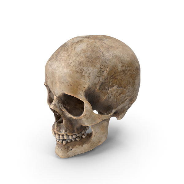 Human Skull PNG & PSD Images Human Skull PNG & PSD Images