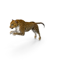 Panthera Pardus Jumping Pose PNG & PSD Images