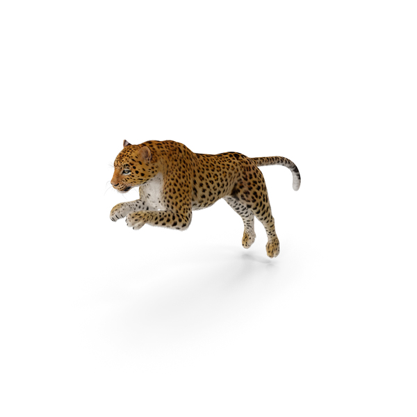 Panthera Pardus Jumping Pose with Fur PNG & PSD Images