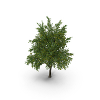Pear Tree with Pears PNG & PSD Images