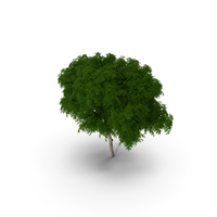 Peltophorum Pterocarpum Tree PNG & PSD Images
