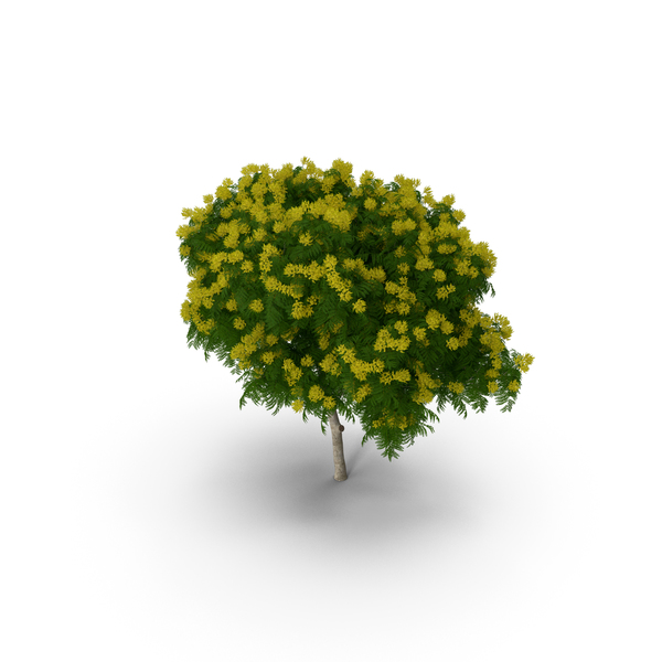 Peltophorum Pterocarpum Tree with Flowers PNG & PSD Images