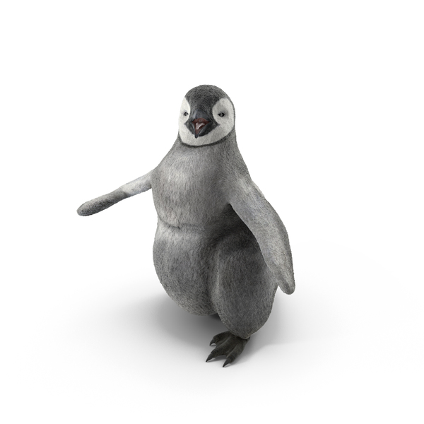 企鹅婴儿步行姿势PNG和PSD图像