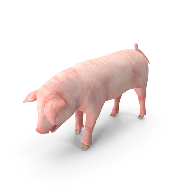 Pig Piglet Landrace Standing Pose PNG & PSD Images