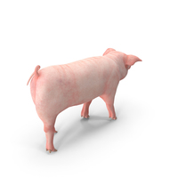 Pig Piglet Landrace Walking Pose PNG & PSD Images