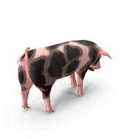 Pig Piglet Pietrain Standing Pose PNG & PSD Images