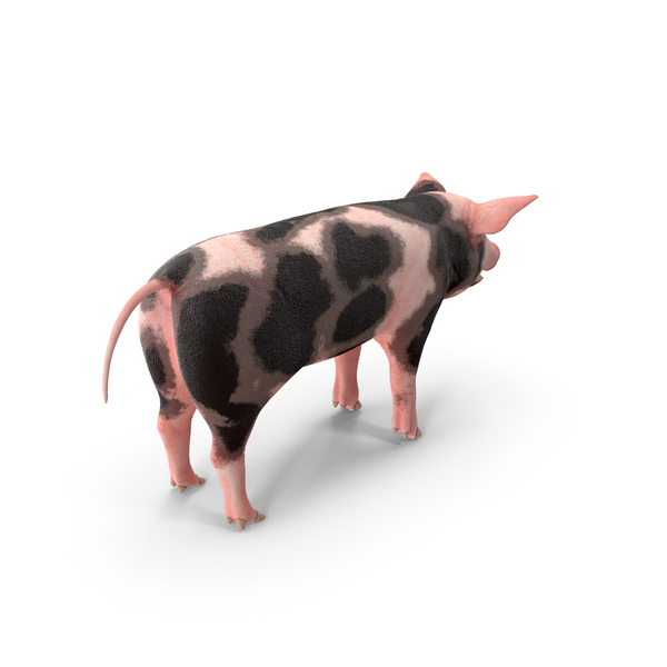 Pig Piglet Pietrain PNG & PSD Images