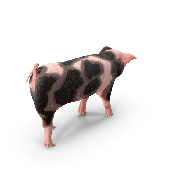 Pig Piglet Pietrain Walking Pose PNG & PSD Images