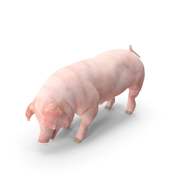Pig Sow Landrace Standing Pose PNG & PSD Images