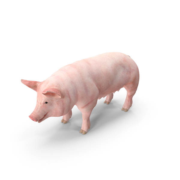 Pig Sow Landrace PNG & PSD Images
