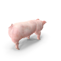 Pig Sow Landrace Walking Pose PNG & PSD Images