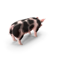 Pig Sow Peitrain PNG & PSD Images