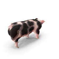 Pig Sow Peitrain Walking Pose PNG & PSD Images