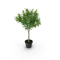Potted Lemon Tree PNG & PSD Images